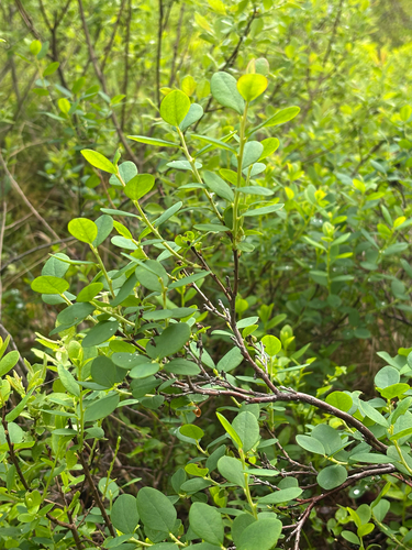 bog bilberry