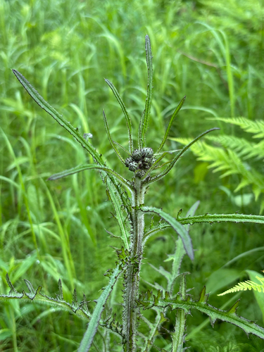 Marsh Thistle