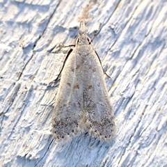 Dichomeris punctidiscellus