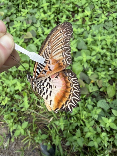 Cethosia myrina