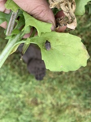 Holcostethus abbreviatus