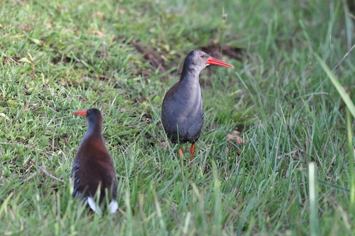 iNaturalist image