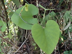 Aristolochia shimadae