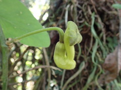 Aristolochia shimadae