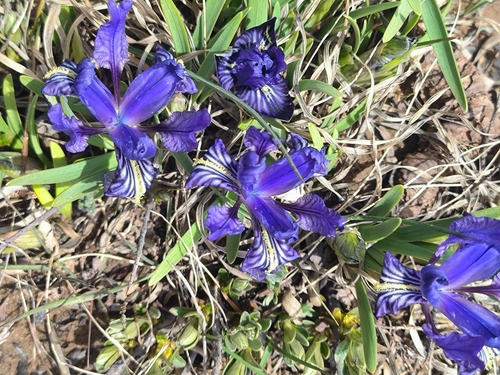 Iris thoroldii ionantha