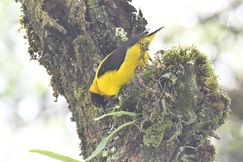 iNaturalist image