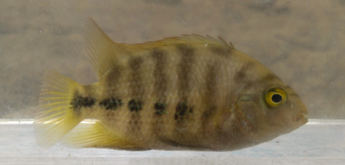Blackstripe Cichlid