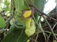 Aristolochia shimadae