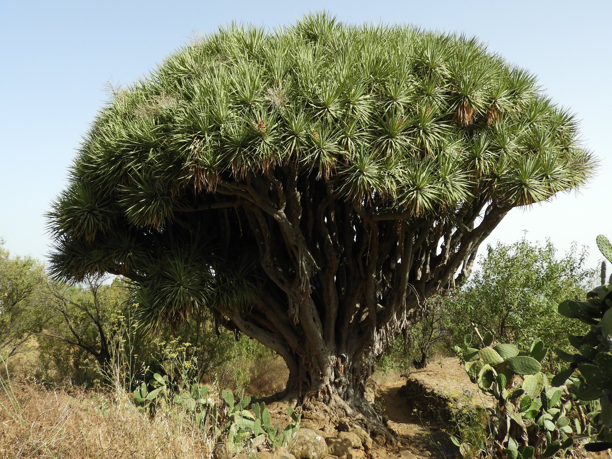 Flora De Gran Canaria Dracaena Draco Las Islas Canarias árbol De Dragón Naranja Fruto Maduro 243724916