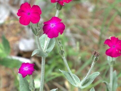 Rose campion