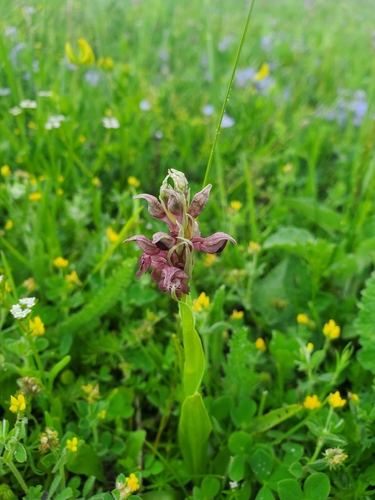 Anacamptis coriophora, photograph 2