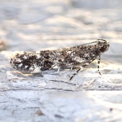 Glauce pectenalaeella