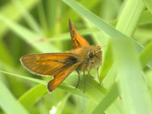 Large Skipper