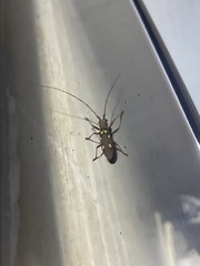 Olenecamptus bilobus
