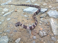 Tropical Snail-Eater photo 2
