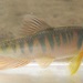 Freshwater Minnow - Photo (c) H.T.Cheng, some rights reserved (CC BY-NC), uploaded by H.T.Cheng