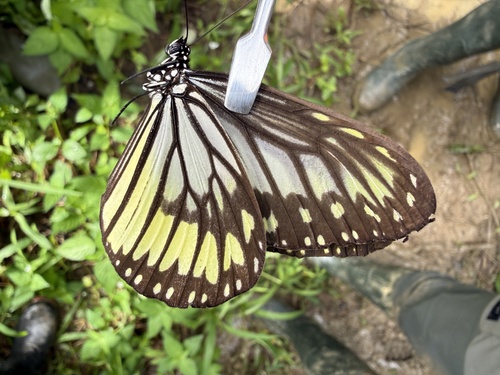 Ideopsis vitrea