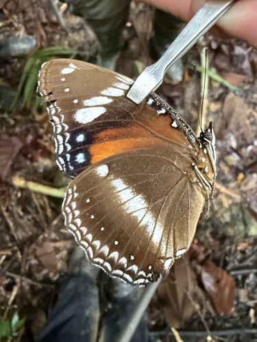 Hypolimnas bolina