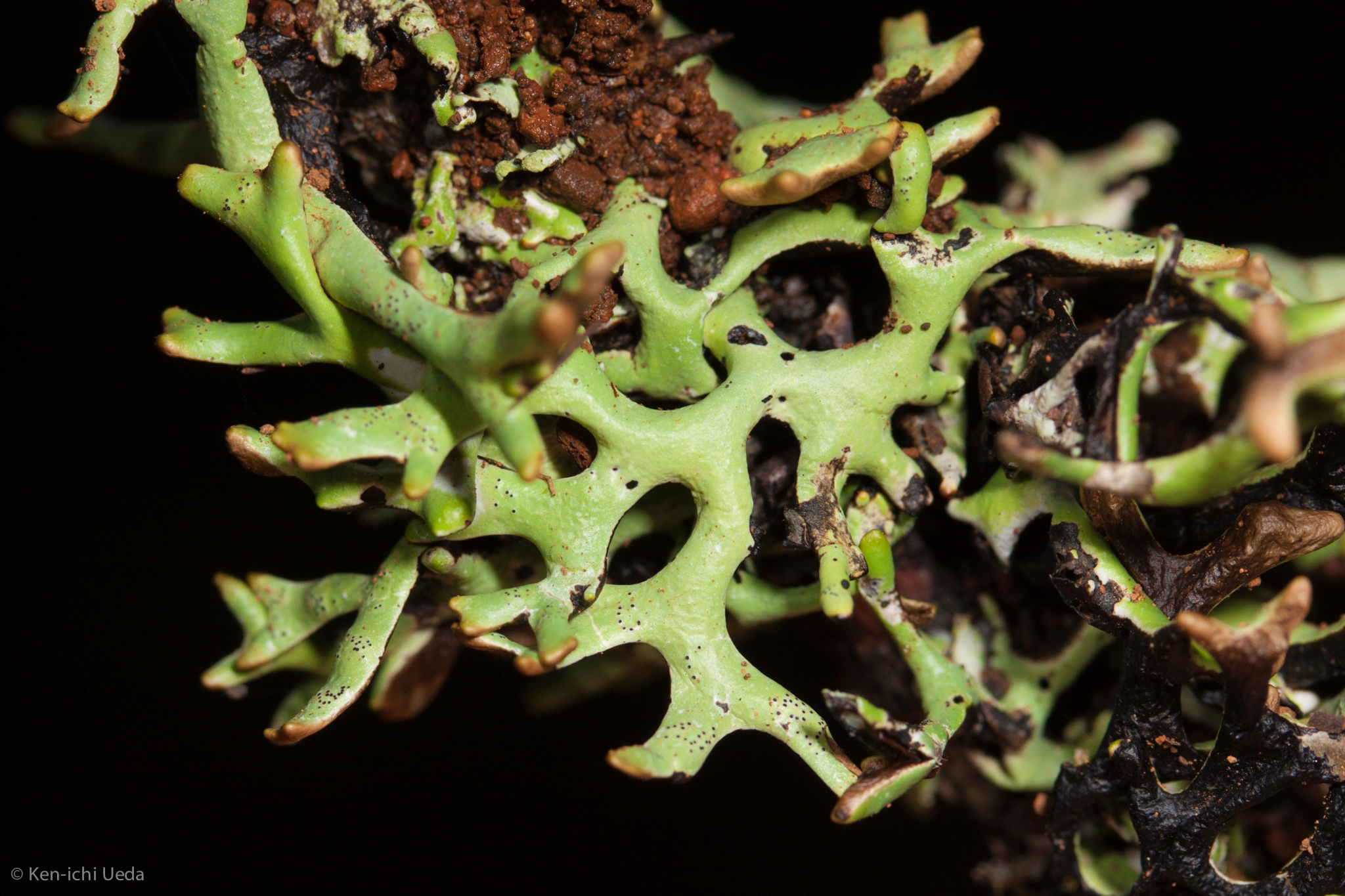 Hypogymnia imshaugii image