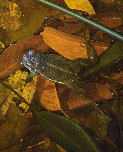 Pseudobufo subasper observed 2026-06-10
