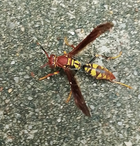 Variegated Paper Wasp