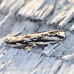 Melanocinclis lineigera