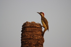 Colaptes punctigula
