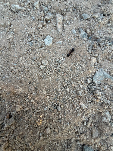 Rough Harvester Ant