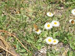 Texola elada ulrica