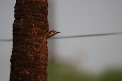 Colaptes punctigula