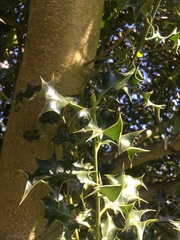 Ilex aquifolium