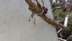 Dendrophylax porrectus