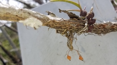 Dendrophylax porrectus