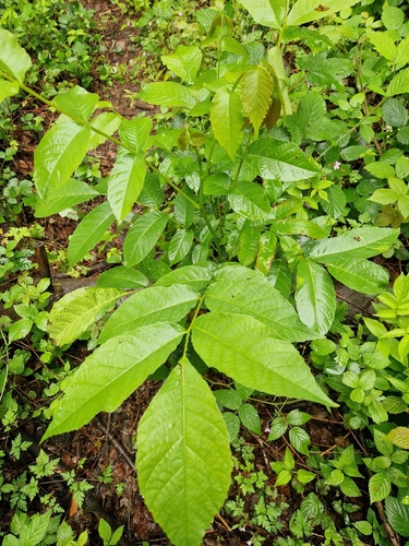 Persian walnut