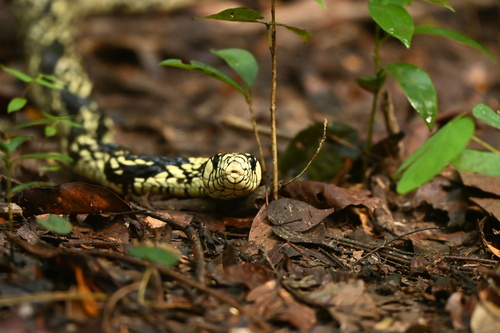 Chicken Snake