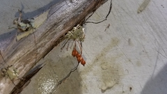 Dendrophylax porrectus