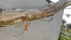 Dendrophylax porrectus