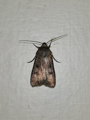 Lepidoptera