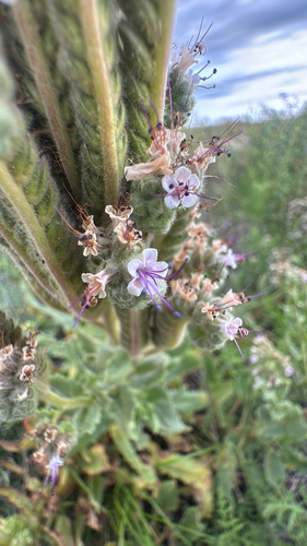 gypsum phacelia