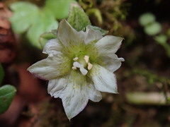 Gentiana flavomaculata