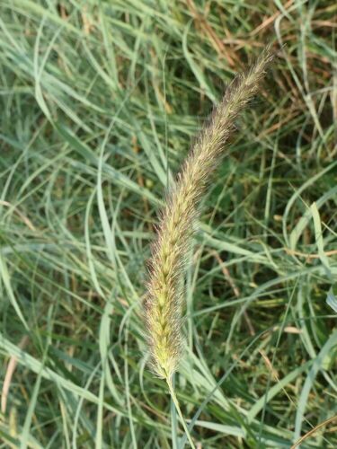 buffelgrass