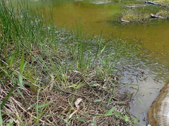 Eleocharis ochrostachys