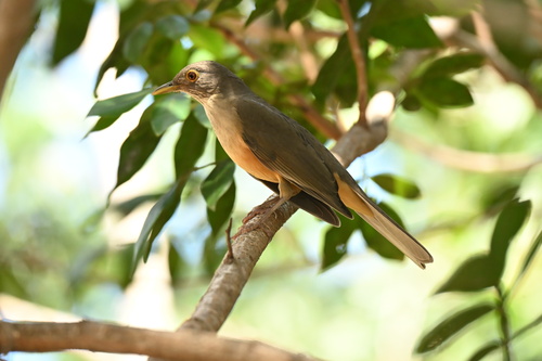 Rufous-bellied Thrush