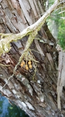 Dendrophylax porrectus