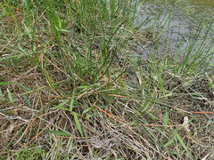 Eleocharis ochrostachys