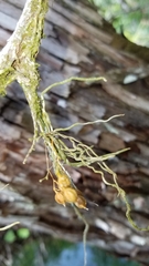 Dendrophylax porrectus