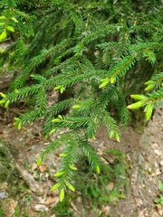 Picea orientalis, photograph author not stated, no rights reserved