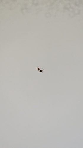 Brown Spitting Spider