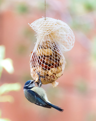 Cyanistes caeruleus