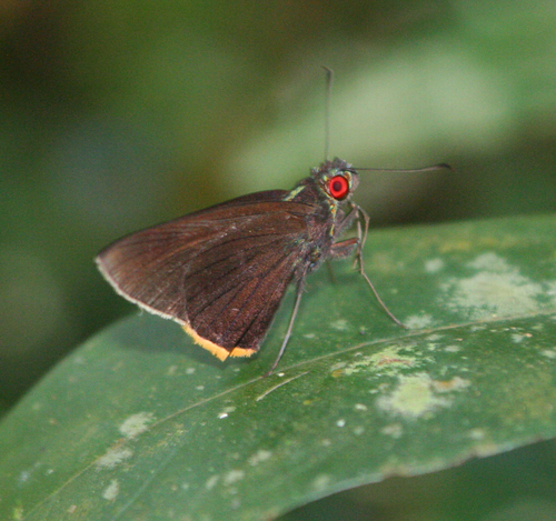Black-veined Branded Redeye